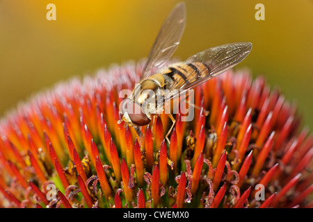 Eine männliche Episyrphus Balteatus Hoverfly Fütterung an einen Sonnenhut-Blüte. Stockfoto