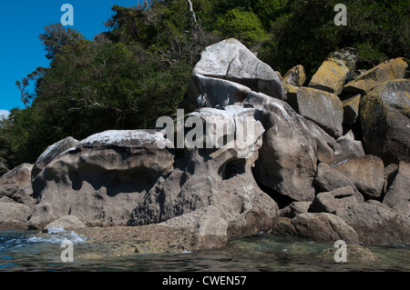 Trauerschnäpper Shags auf der Küste von Tonga Island im New Zealand Abel Tasman National Park.  Elsterscharben Im Abel Tasman Nationalpark. Stockfoto