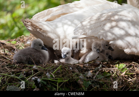 Weibliche Schwan auf Nest mit Gruppe von fünf cygnets Stockfoto