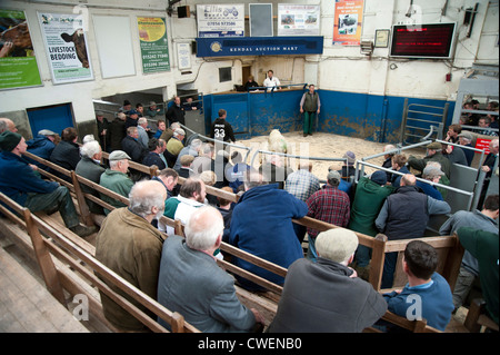 Kendal Auktion Markt, Cumbria Schafe Tag 15. Mai 2012 Stockfoto