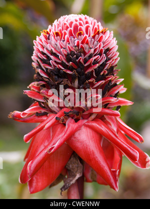 Costa Rica ist reich an exotischen tropischen Blumen und Pflanzen. Dies ist eine rote Fackel Ingwer Blume. Stockfoto