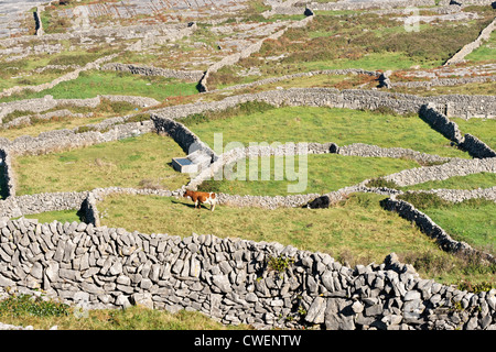 Grass Felder und Trockensteinmauern auf Inis Meain, Aran-Inseln, County Galway, Connaught, Irland. Stockfoto