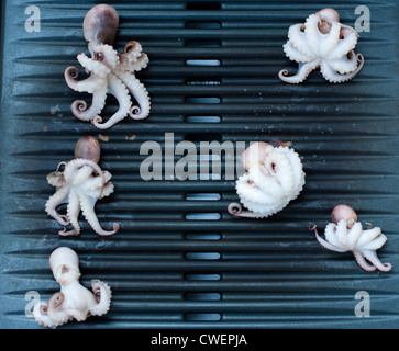 Sechs kleine Tintenfische (Moscardini) auf Grill gegrillt Stockfoto