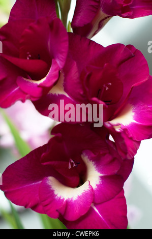 Gladiolen Priscilla. Nahaufnahme der rosa Gladiole mit hellem Hintergrund Stockfoto