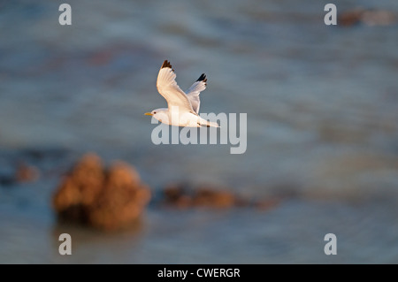 SCHWARZ-LEGGED KITTIWAKE RISSA TRIDACTYLA IM FLUG. UK Stockfoto