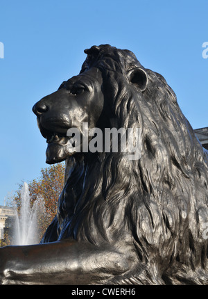Nahaufnahme der Löwenstatue am Trafalgar Square in London Stockfoto