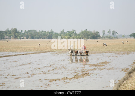 Die Bauern Pflügen Agrarbereich in traditioneller Weise, wo ein Pflug Bullen am 19. Januar 2009 in Gosaba, Indien befestigt ist. Stockfoto