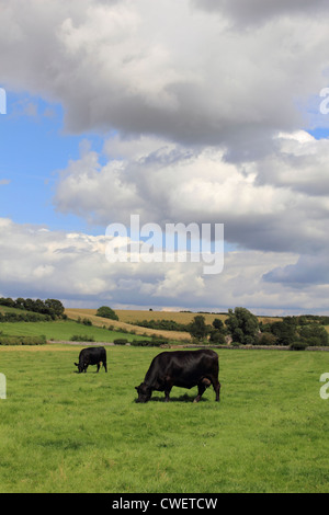 Schwarzen Kühe im Feld in der Nähe von Swinbrook Oxfordshire England UK Stockfoto