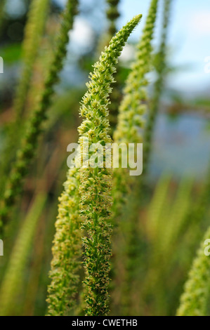 Der Färberwau oder Färberin Unkraut (Reseda Luteola) Stockfoto