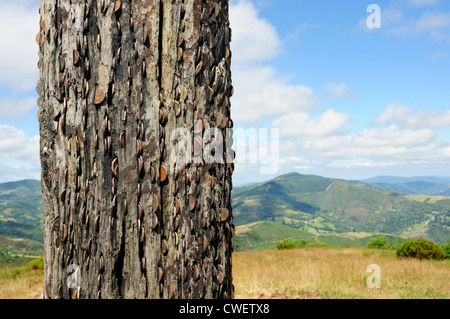 Pilgrim´s Kreuz in O Cebreiro, Galizien, traditionell mit Spalt-Embeded Münzen bedeckt, von den Pilgern auf dem Weg nach Compostela Stockfoto