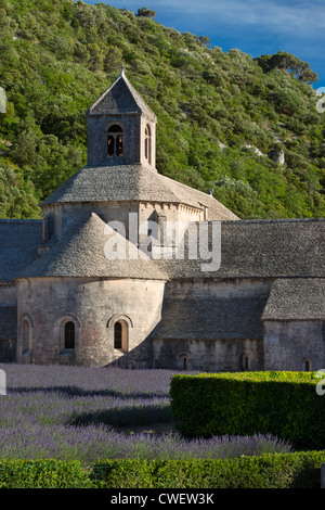 Reihen von Lavendel zu Abbaye de Senanque in der Nähe von Gordes im Luberon, Provence Frankreich Stockfoto