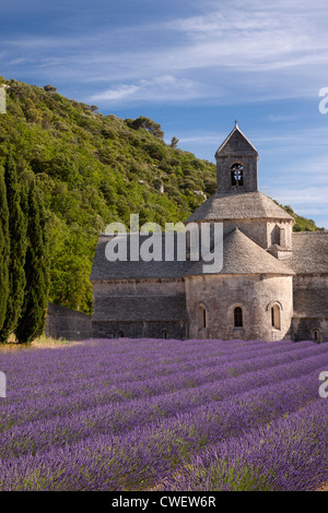 Reihen von Lavendel zu Abbaye de Senanque in der Nähe von Gordes im Luberon, Provence Frankreich Stockfoto