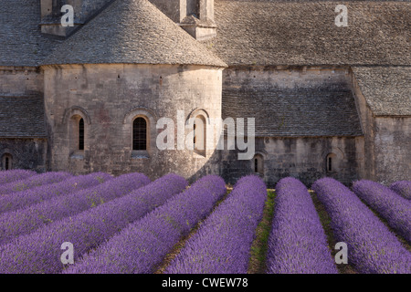 Reihen von Lavendel zu Abbaye de Senanque in der Nähe von Gordes im Luberon, Provence Frankreich Stockfoto