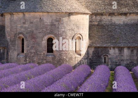 Reihen von Lavendel zu Abbaye de Senanque in der Nähe von Gordes im Luberon, Provence Frankreich Stockfoto