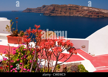 Blumen auf Dach mit Thirasia Insel im Hintergrund, Oia, Santorini, Griechenland Stockfoto