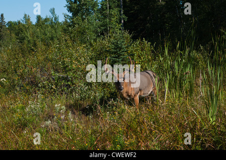 Whiteshell Manitoba Kanada Stockfoto