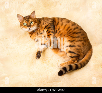 Orange und braun Bengal Kitten Katze spielen auf einem Wollteppich Stockfoto