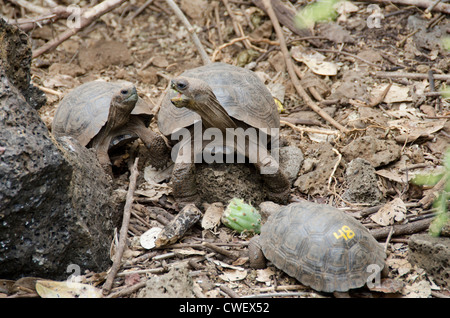 Ecuador, Galapagos, Santa Cruz. Charles-Darwin-Forschungszentrum. Young-Galapagos Schildkröten kämpfen. Stockfoto