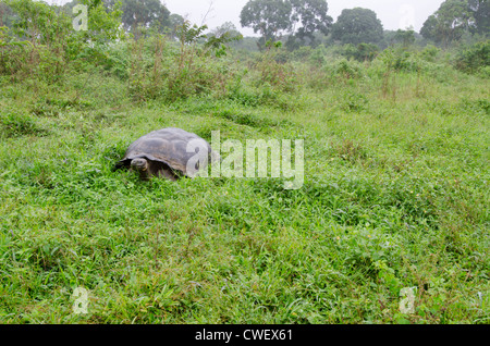 Ecuador, Galapagos. Santa Cruz-Hochland, wilde Galapagos kuppelförmigen Schildkröte (endemische Unterarten: Geochelone Nigrita). Stockfoto