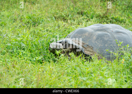 Ecuador, Galapagos. Santa Cruz-Hochland, wilde Galapagos kuppelförmigen Schildkröte (endemische Unterarten: Geochelone Nigrita) Stockfoto