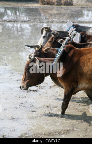 Die Bauern Pflügen Agrarbereich in traditioneller Weise, wo ein Pflug Bullen am 19. Januar 2009 in Gosaba, Indien befestigt ist. Stockfoto