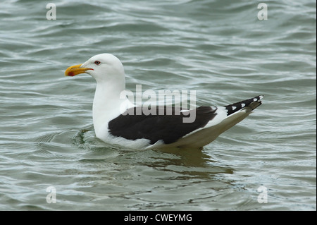 Kelp Gull auch bekannt als Black-backed Gull (Larus Dominicanus) auf Stewart Island, Neuseeland Stockfoto