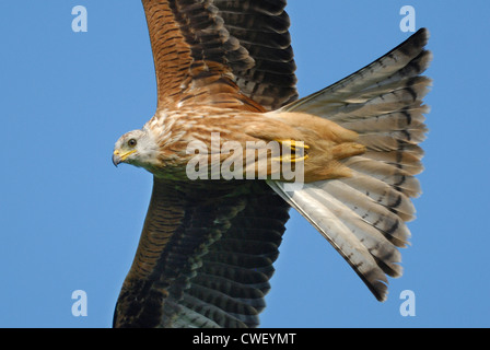 Rotmilan (Milvus Milvus) fliegen über den Brecon Beacons Stockfoto