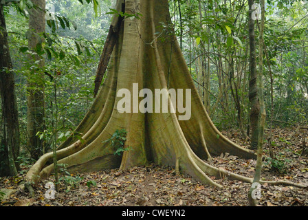 Strebepfeiler Wurzeln auf einem Dipterocarp Regenwald Baum Stockfoto