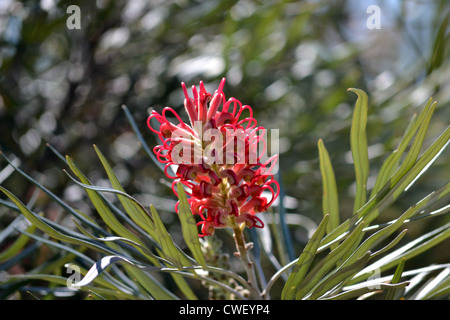 Rote Banksia Blume Closeup, Banksia Beach Bribie Island, Queensland, Australien Stockfoto