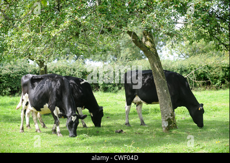 Friesische Kühe weiden in einem Obstgarten, Somerset UK Stockfoto