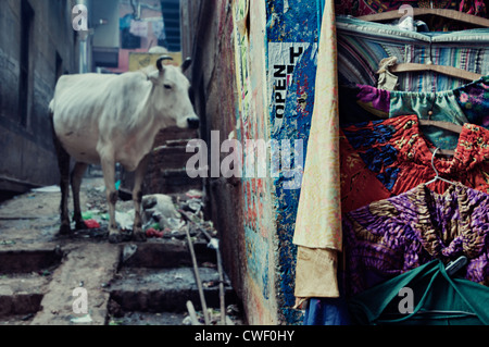 Hosen für Touristen, die von einer Mauer und die heilige Kuh in einer Gasse hängen. Varanasi, Uttar Pradesh, Indien Stockfoto