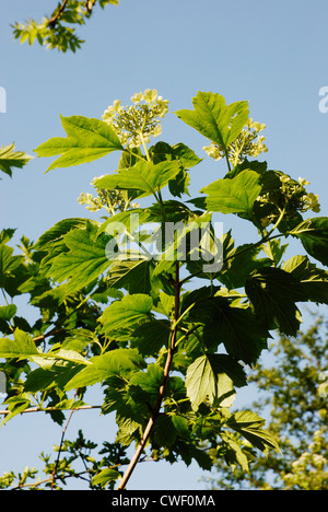 Viburnum opulus, Guelder Rose in Flower, Wales, Großbritannien. Stockfoto