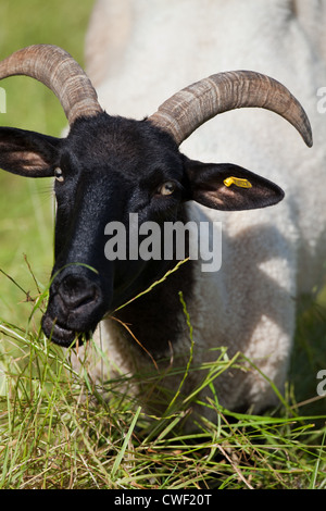 Norfolk Horn Schafe (Ovis Aries). Kniete auf Vorderpfoten kürzere Grasnarbe unter mehr rotblättrige Weidelgras grasen. Seltene Rasse. Stockfoto