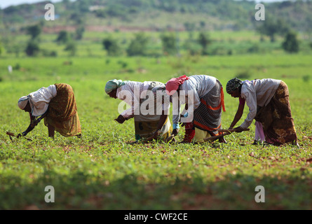 Indische Landfrauen in Erdnüsse arbeiten Feld Andhra Pradesh in Indien Stockfoto