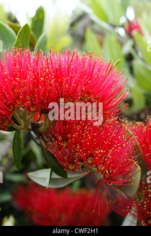 Blumen der Pohutukawa (Metrosideros Excelsa) ein einheimischer Baum Neuseelands Stockfoto