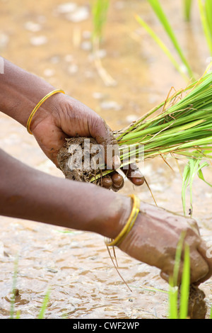 Ländlichen indische Frau arbeitet in einem Reisfeld Andhra Pradesh in Indien Stockfoto