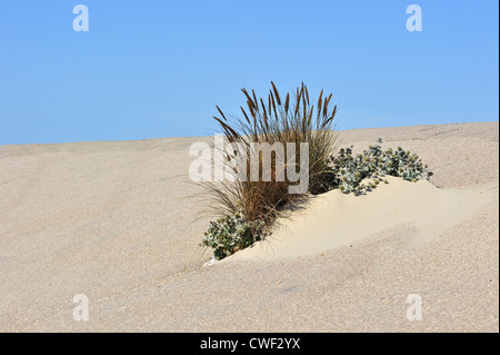 Europäische Dünengebieten Grass / Strandhafer (Ammophila Arenaria) und Meer Holly (Eryngium Maritimum) wachsen als Pionier Arten am Deich Stockfoto