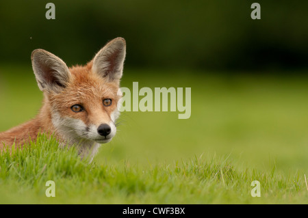 Red Fox Cub im Gras Stockfoto