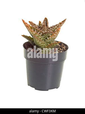 Der Zanzibar Aloe (Aloe Zanzibarica) kleine Pflanze in einem kleinen Plastiktopf vor einem weißen Hintergrund Stockfoto