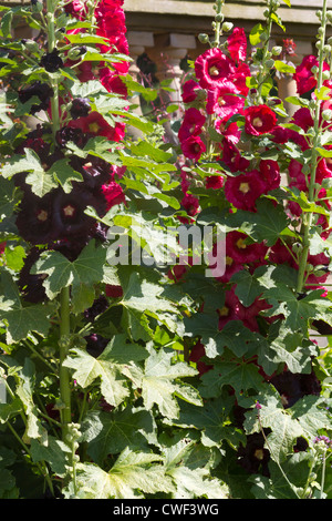 Eine schöne Nahaufnahme Schuss von Stockrose Stockfoto