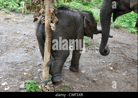 Mutter Elefant und acht Monate altes Baby in Elephant Conservation Center in Sayaboury, Laos. Stockfoto