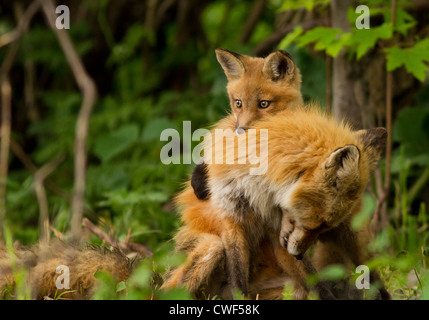 Familie Rotfuchs (Vulpes Vulpes) weibliche und Welpen. Stockfoto