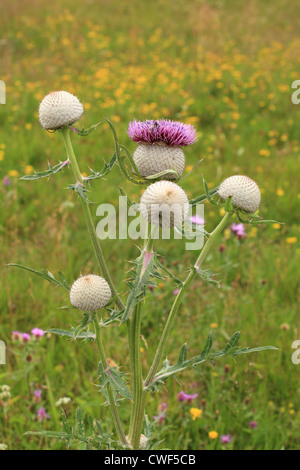 Bull Thistle (Cirsium Vulgare). Ort: Nizke Tatry, Slovakia. Stockfoto