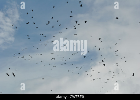 Vogelschwarm in blau bewölktem Himmel fliegen Stockfoto