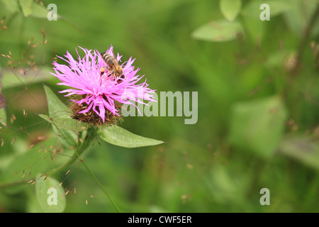 Europäische Honigbiene (Apis Mellifera) sammeln Nektar auf der Blume Braun Flockenblume (Jacea Pratensis). Stockfoto