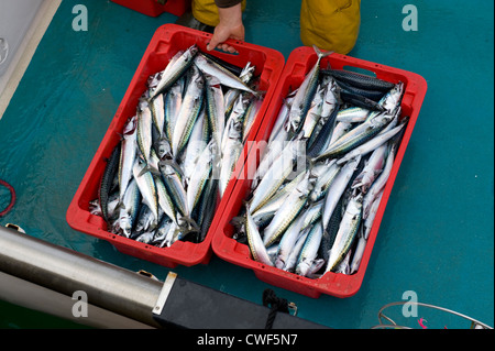 frische Makrele Fisch landete im Hafen von St. Ives, Cornwall Stockfoto