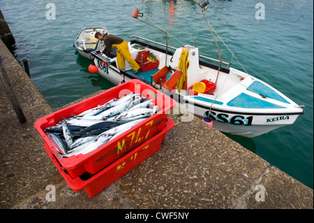 Fischer, die Landung eine Makrele Fisch zu fangen, aus seinem Fischerboot im Hafen von St. Ives, Cornwall Stockfoto