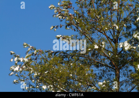 Loblolly Kiefern (Pinus Taeda) mit Schnee und Eis auf sie ein Tag nach einem Winter Sturm im Januar. Stockfoto