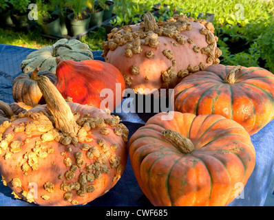 Herbstliche Kürbis Ernte auf einen Bauernmarkt just in Time für Halloween und der diesjährigen Urlaub Saison feste Stockfoto