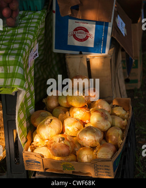 Bauernhof frischen Herbst Ernte von gelben Vidalia Zwiebeln auf am Markt unter freiem Himmel Stockfoto